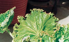 Frill margined begonia