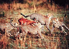 A scene from Cheetahs: Blood Brothers