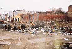 Garbage lying scattered in Khari Mohalla, Bhiwani