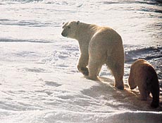These beautiful, white creatures lead a nomadic life, preferring to travel from one site to another where food is seasonally plentiful
