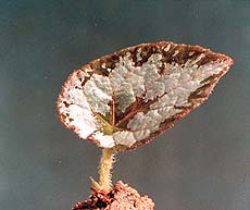 Begonia rex