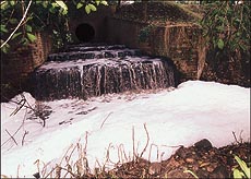 A thick blanket of "foam" envelopes downstream of the Sector 10 Leisure Valley in Chandigarh where an unspecified quantity of stinking thick black water is discharged at regular intervals