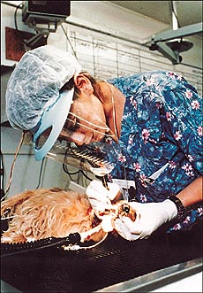 A veterinarian at work... Fascinating series.