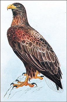 They catch and kill their prey, not in the bill, but with powerful, clawed toes or talons. 