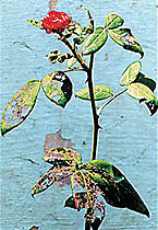 Chafer Beetle has left big holes in leaves of many plants in Chandigarh and surrounding areas. — A Tribune photograph