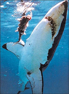 Great whites have triangular-shaped, saw-like teeth 