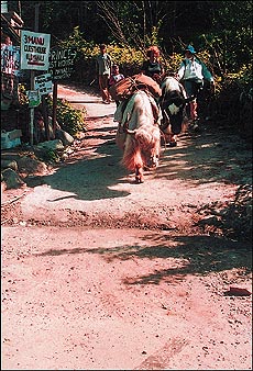 A happy co-existence between yak and man