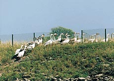 Indian geese at the Sukhna Lake island which were released into the lake on Saturday, World Environment Day