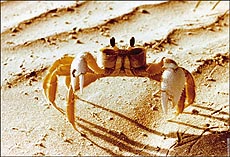 Trials of Life on Discovery... Wild survival