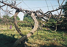 Bereft of any fruit, only a couple of grapevines survive in the Sector 23 Punjab Horticulture Department vineyard.