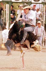 Ben Richmond struggles to maintain his grip while riding an adult male ostrich. 
