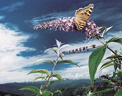 Surrealistic vignettes of every day reality 