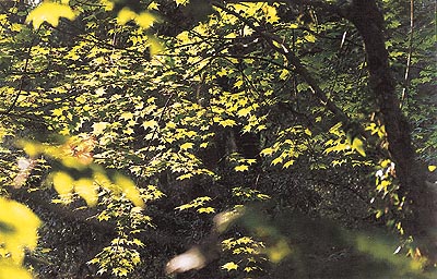 Sun rays delicately poised on the green of a Chinar’s foliage 