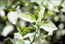 Interveinal chlorosis in citrus