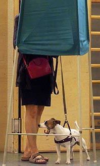Vera, the Jack Russel Terrier, seems restless as her mistress prepares her voting bill in a booth at a voting station in central Stockholm ,Sweden, on Sunday.