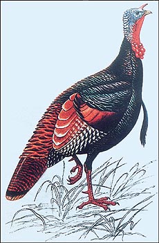 It is believed that the turkey was first domesticated in Mexico.