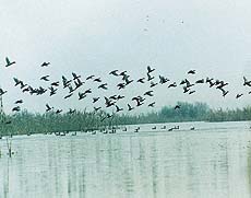 The Hokera Wetlands Reserve