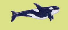 The young whales learn from their elders the technique of hunting for food, which mostly comprises dolphins