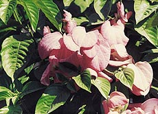 Mussaenda at its colourful best