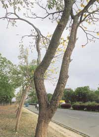A view of termite-affected Tecoma argentia trees along the Jan Marg in Chandigarh. — A Tribune photograph