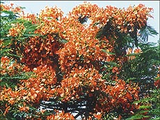 THE BRIGHTER SIDE OF THE HEAT WAVE: This soothing spectacle of a gulmohar tree in full bloom at Chandigarh was captured by Karam Singh on Friday.