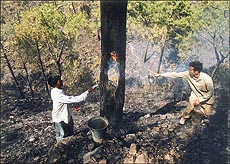 Two workers of the Haryana Forest Department put out a fire from the stem of a pine tree at Morni on Friday