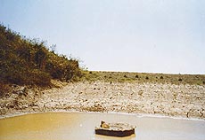 The earthen dam at Asranwali is left with very little water