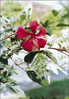 Variegated Hibiscus