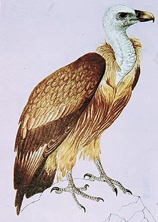 Vultures need pieces of bones in their food so that their bodies can extract calcium from it