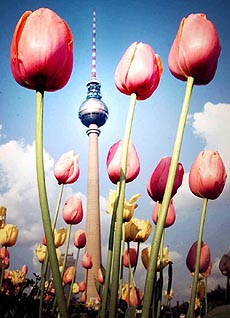 Tulips 