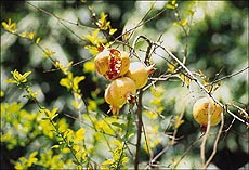 Splitting in Anar