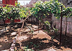 Grapevines sans grapes is a usual sight in many houses in city this year