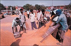Come May and wheat arrivals at Chandigarh's Sector 26 grain market have slumped. workers clean the crop before the daily auction on Tuesday afternoon