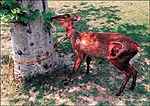 The wounded barking deer, which is on the path to recovery is seen busy nibbling green leaves of a tree