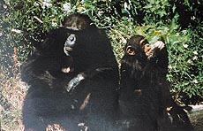 On a hunting expedition, chimpanzees take on antelopes, wild pigs and monkeys