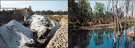 Heaps of refuse dumped into Jharmal river by one of the paper-making industries and some of the dried trees standing in a pond of chemically polluted water, discharged by industrial units in Kurranwala village near Dera Bassi subdivision