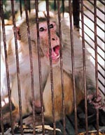 Monkey