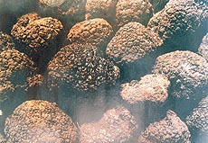 Truffles: Mushrooms from France