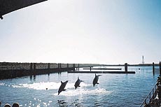 Dolphin show is a daily feature at Perth.