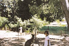 Kangaroos at the Perth Zoo.