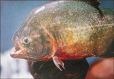 Many fish have deadly teeth, but those of the piranha have become the stuff of nightmares.