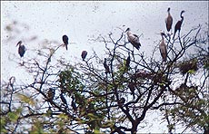 A colony of birds in Keoldeo bird sanctuary