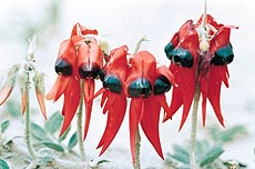 The magic of clianthus blooms
