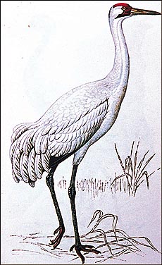There are only 150 whooping cranes left in the world 