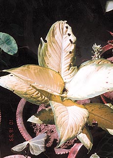 Damaged dieffenbachia