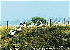 Only a few of these birds released into Sukhna lake on the occasion of World Environment Day in June are alive