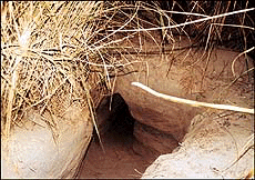  view of the tunnel, allegedly dug by Pak smugglers near the Kamalpur border post. The tunnel extended 170 metres into Indian territory, just 30 metres short of the border fence