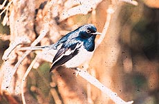 Magpie robin