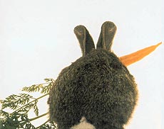 Rabbits do love carrots, but human beings, too, can benefit from them