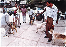 Owners of canines get their pets vaccinated against rabies on the occasion of World Day for Animals at a camp organised by the SPCA in Sector 41, Chandigarh, on Monday.